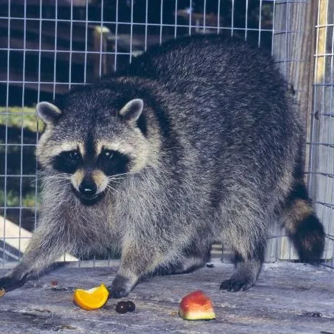 thumbnail for publication: Northern Raccoon